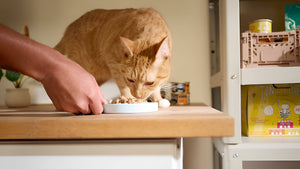 Creating Healthy Pet Feeding Habits
