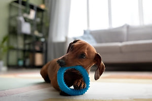 Benefits Of Interactive Pet Toys